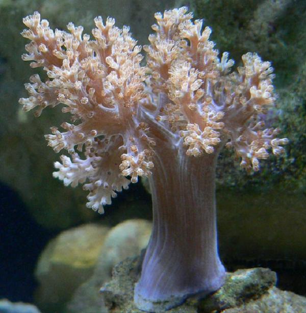 Easy Soft Corals For Your Reef Tank Marine Aquariums South Africa